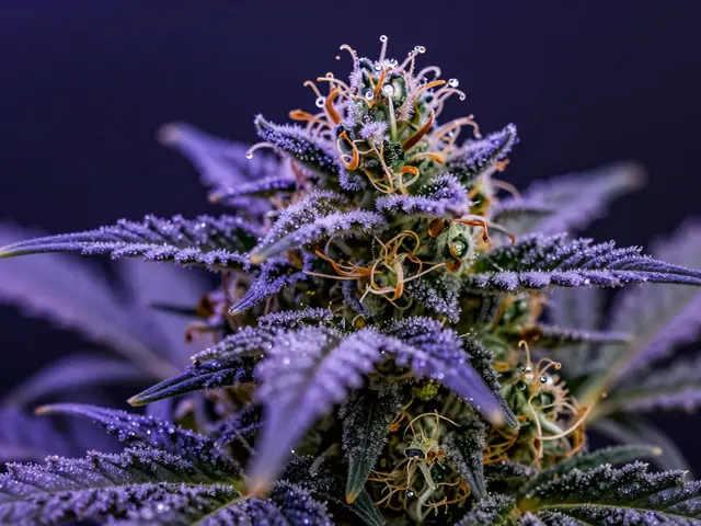 Jaká je nejsilnější Indica? Průvodce genetikou, THC a efekty